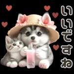 夏 猛暑 酷暑♡シベリアンハスキーとネコ