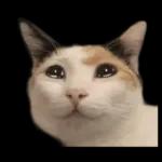 silly calico cat memes