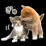 しばにゃんこスタンプ