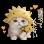 スコティッシュ猫 可愛い日常 太陽帽 敬語