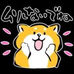 かわいい秋田犬～🐈