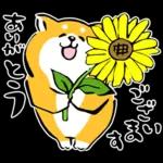 かわいい秋田犬～🐈