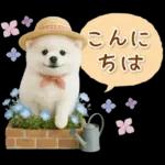 癒しポメラニアンの「夏」の毎日