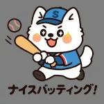 サモエドと一緒にぽかぽか春