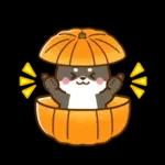 黒豆柴 あずき♡毎日使える 秋冬ver