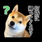 Premium 柴犬こてつ君*スタンプ第二弾