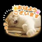 猫の「うなちゃん」