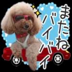 トイプーらっちゃんのなりきり編<日常言葉>