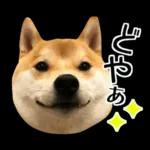 Premium 柴犬こてつ君*スタンプ第二弾