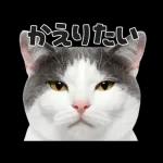 猫の顔がどーん！