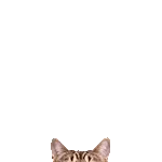 飛び出す★リアル猫2