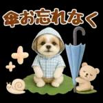 大人可愛いシーズーで梅雨の気づかい敬語