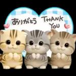 ねこちぃず♡夏スタンプ