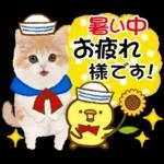 かわいい猫❤️大人かわいい夏❤️猫にゃん