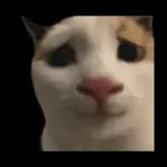 silly calico cat memes