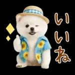 癒しポメラニアンの「夏」の毎日