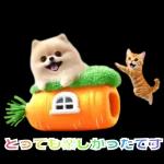 癒しポメラニアンの春のあいさつ 2