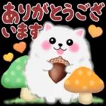 ポメラニアン❤️ぽちゃん「秋」