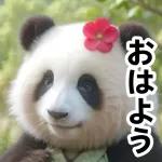おすすめ！かわいいパンダチャン