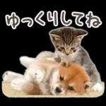 しばにゃんこスタンプ