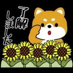 豆柴「夏を感じる」