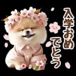 癒しポメラニアンの春のあいさつ