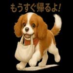 キャバリアのマシューくん