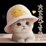 スコティッシュ猫 可愛い日常 太陽帽 敬語