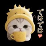 スコティッシュ猫 可愛い日常 太陽帽 敬語