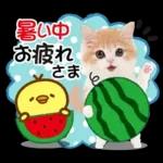 かわいい猫❤️大人かわいい夏❤️猫にゃん