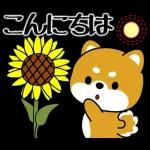 豆柴「夏を感じる」
