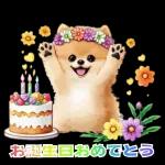 癒しポメラニアンの春のあいさつ 2