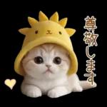 スコティッシュ猫 可愛い日常 太陽帽 敬語