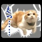 猫の「うなちゃん」