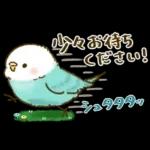敬語が話せる！もふもふインコ