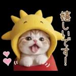 スコティッシュ猫 可愛い日常 太陽帽 敬語