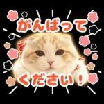 猫の「うなちゃん」