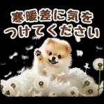 癒しポメラニアンの春のあいさつ