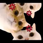 可愛い猫スタンプ！！