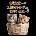 大きく表示♡冬にゃんこ