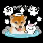 かわいい犬たち冬♡冬＆正月 柴犬