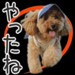 トイプーらっちゃんのなりきり編<日常言葉>