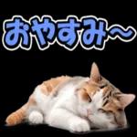 🌼春の息吹パッケージ