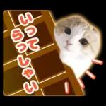 猫の「うなちゃん」