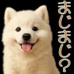 白いモフモフ～その名はサモエド！２