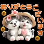 夏 猛暑 酷暑♡シベリアンハスキーとネコ