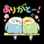 可愛いインコちゃんと一緒に冬を過ごしましょう！