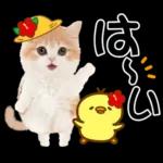 かわいい猫❤️大人かわいい夏❤️猫にゃん