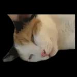 silly calico cat memes