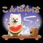 癒しポメラニアンの「夏」の毎日